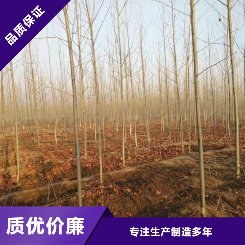 【法桐,白蜡诚信为本】