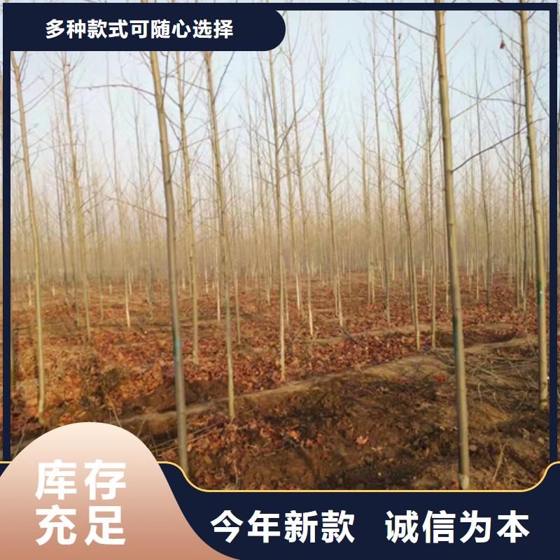 法桐国槐现货齐全售后无忧