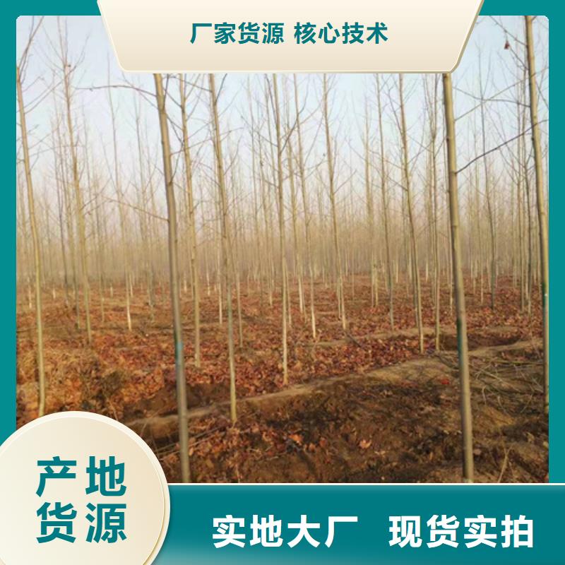 【法桐黄金槐保障产品质量】