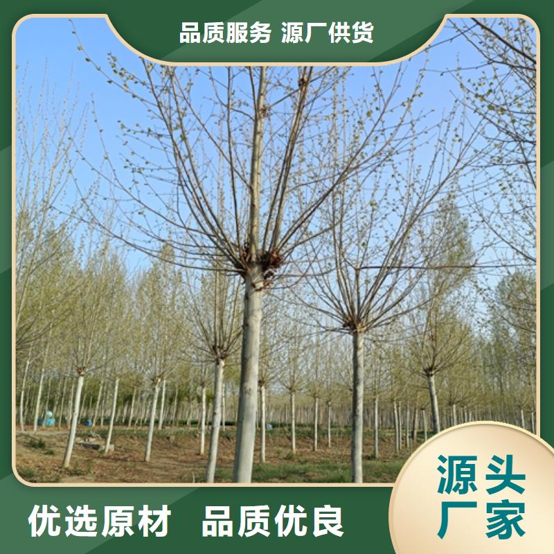 法桐-美国红枫今年新款