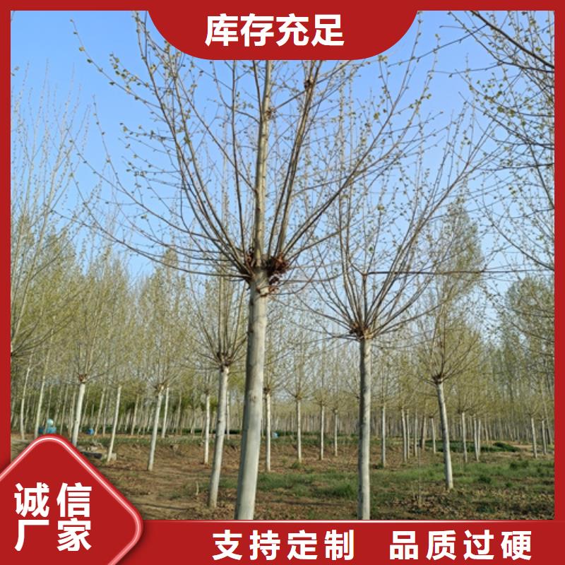 法桐美国红枫真材实料加工定制