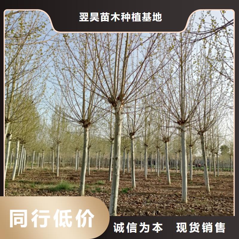 法桐实拍品质保障