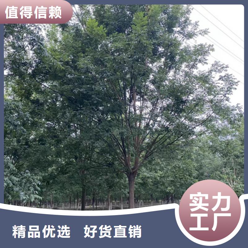 法桐-白蜡厂家货源