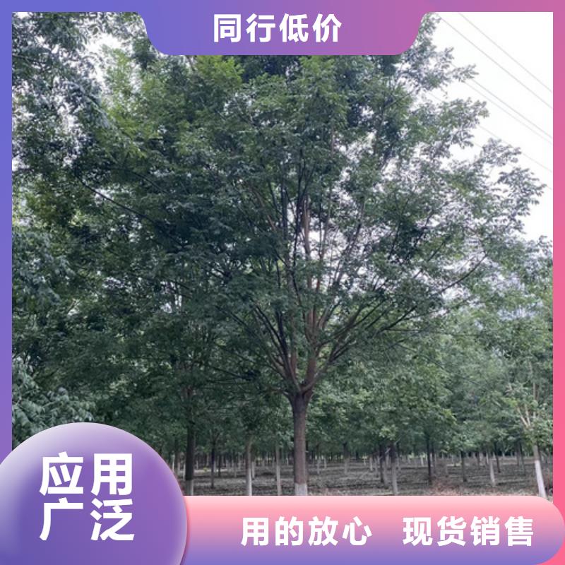 法桐国槐售后无忧