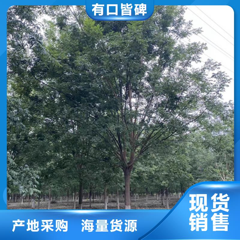 法桐金叶槐诚信为本