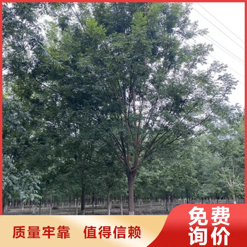 法桐国槐库存丰富