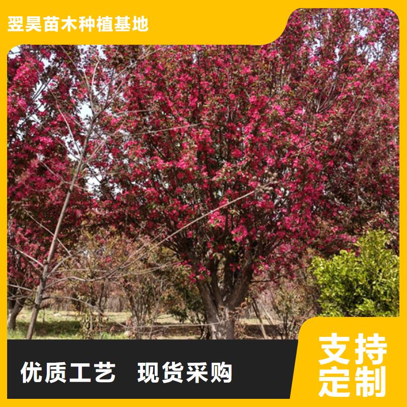法桐白蜡产品实拍