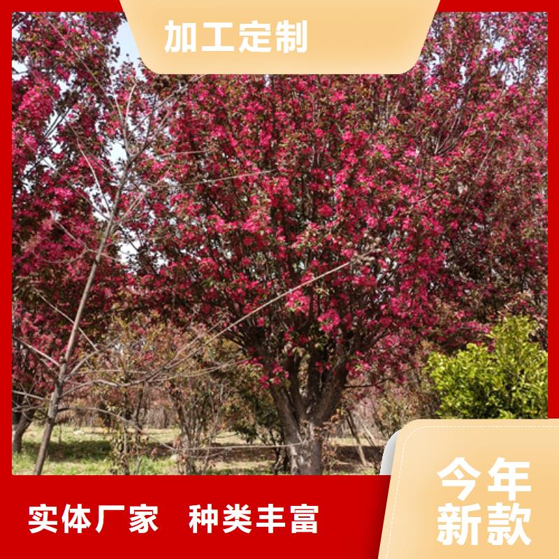 法桐美国红枫真材实料加工定制
