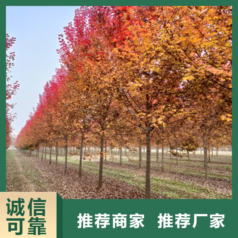 法桐黄金槐厂家质量过硬