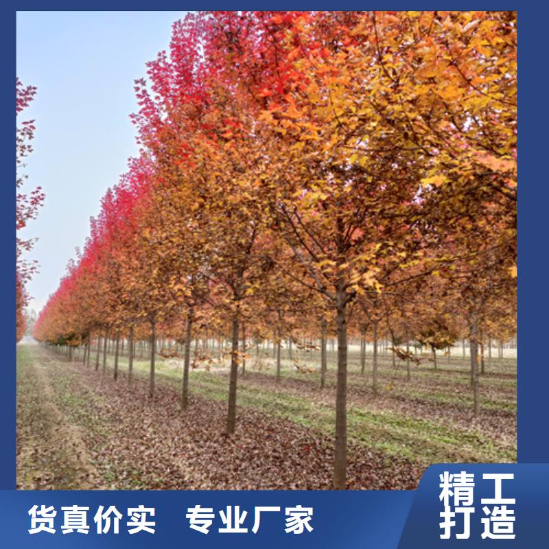 法桐品质信得过