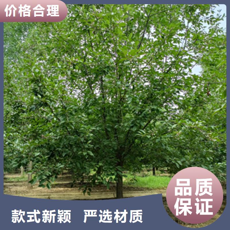 法桐美国红枫大品牌值得信赖