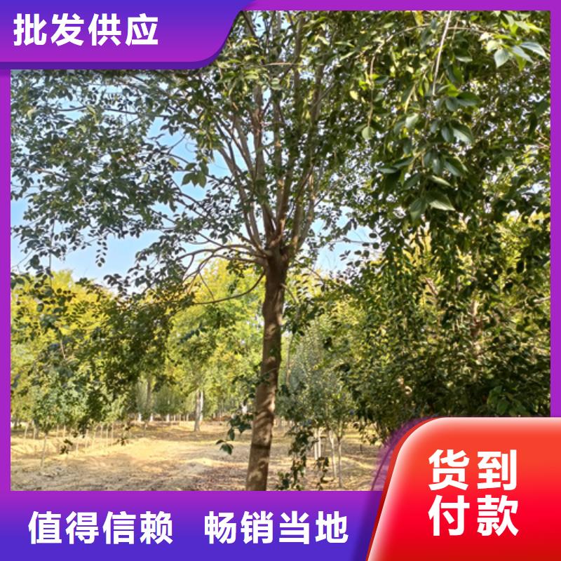 法桐_原生冠法桐专业的生产厂家