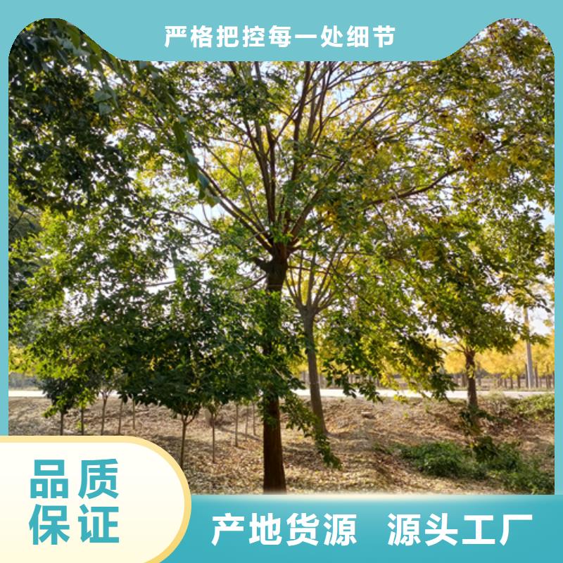 法桐-垂丝海棠工厂现货供应