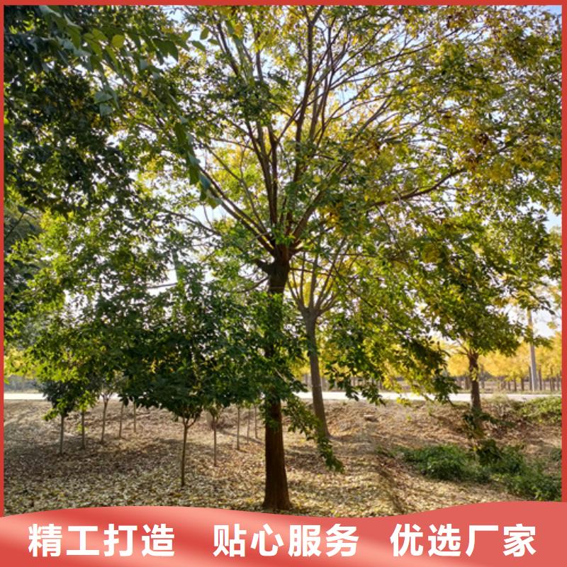法桐-白蜡厂家货源