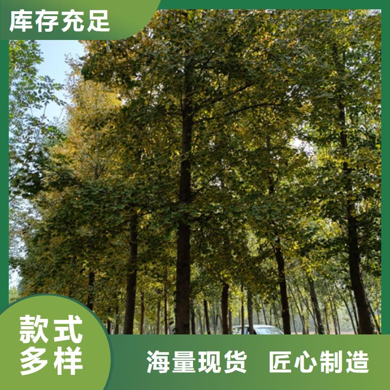 法桐金叶白蜡准时交付