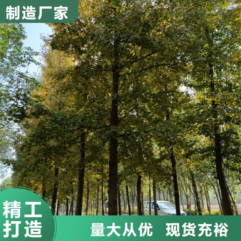 法桐-美国红枫信誉至上