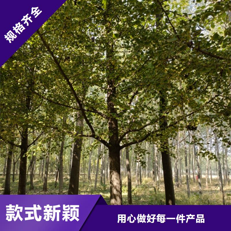 法桐好货有保障