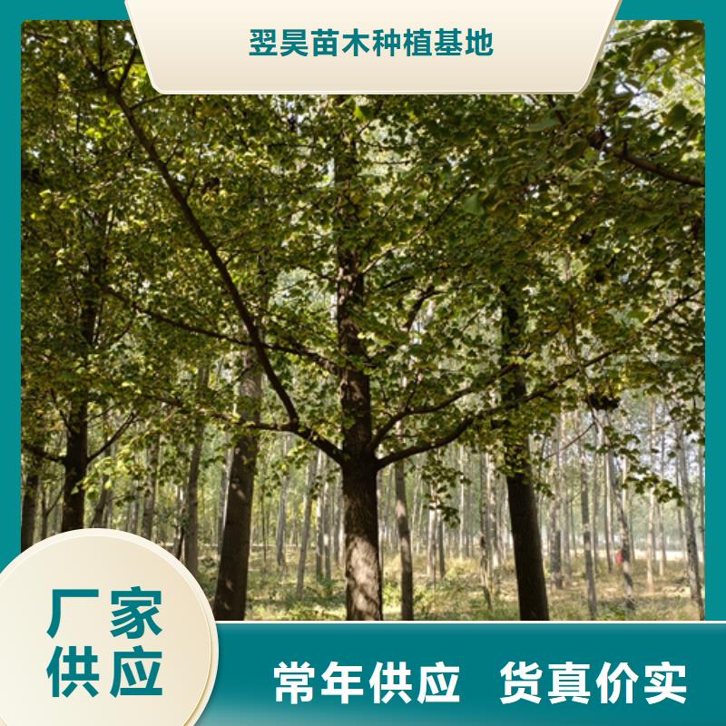 法桐产品细节