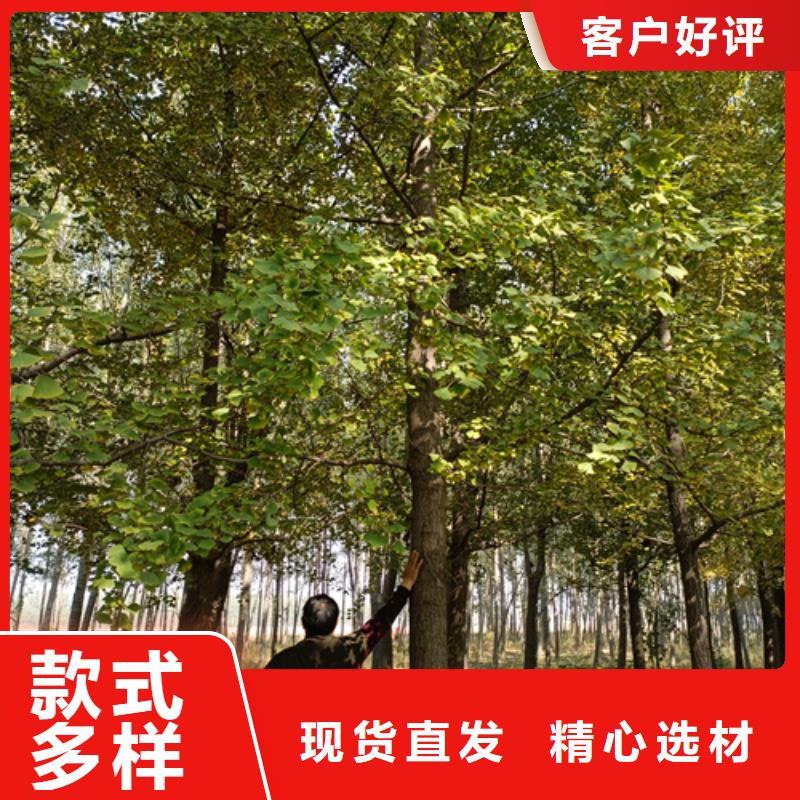 法桐_北京栾源头厂源头货