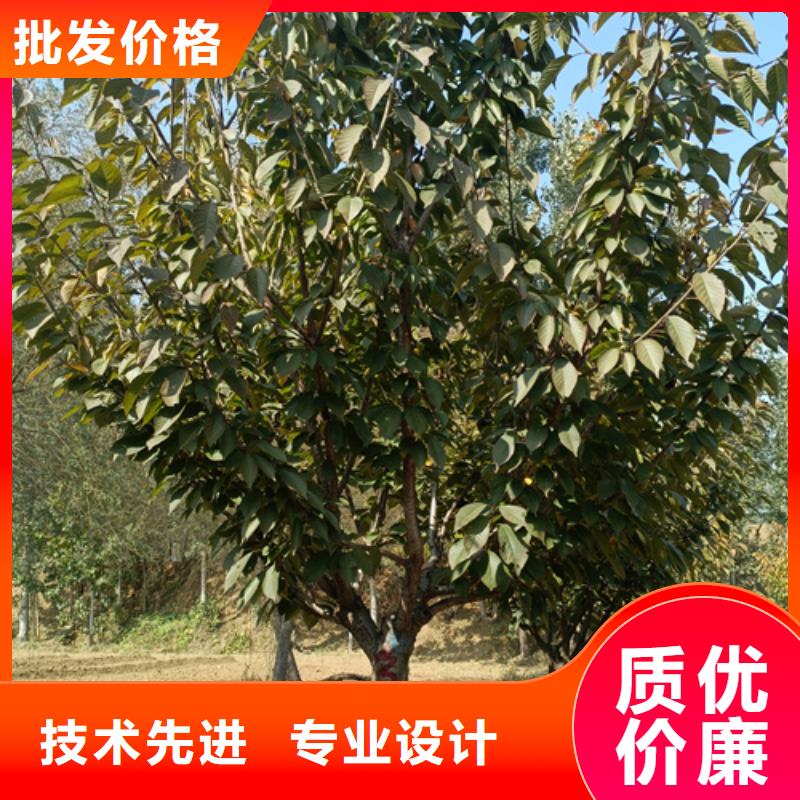 【法桐截杆发帽实力厂商】