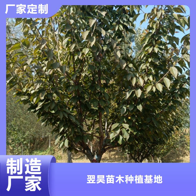 【法桐】金叶槐生产厂家