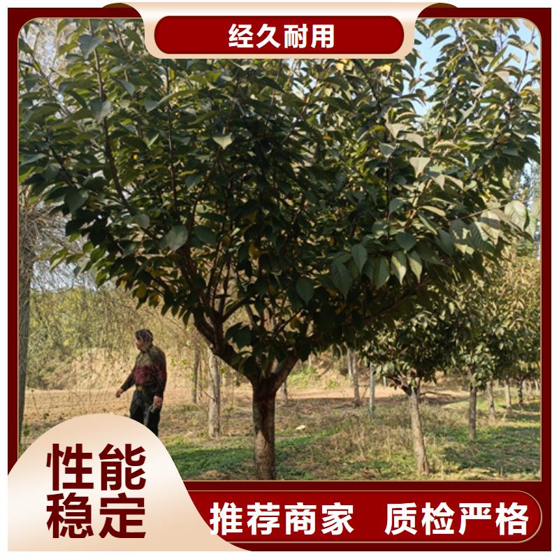 【法桐金叶白蜡品质优良】