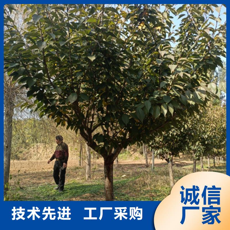 【法桐北京栾诚信商家】