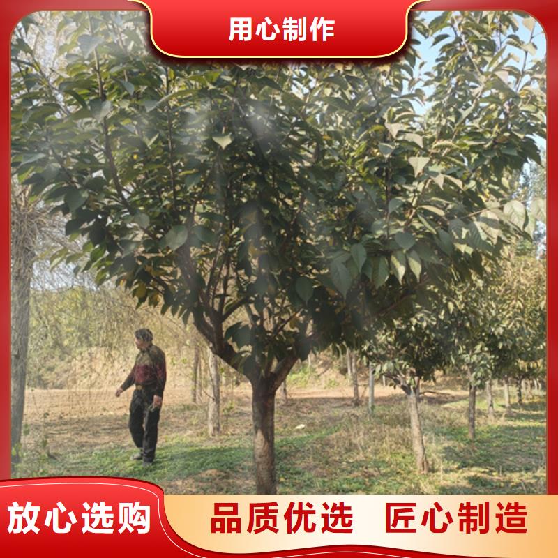法桐【黄金槐】精工细致打造
