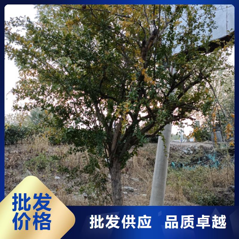 法桐,【金叶复叶槭】多种规格供您选择