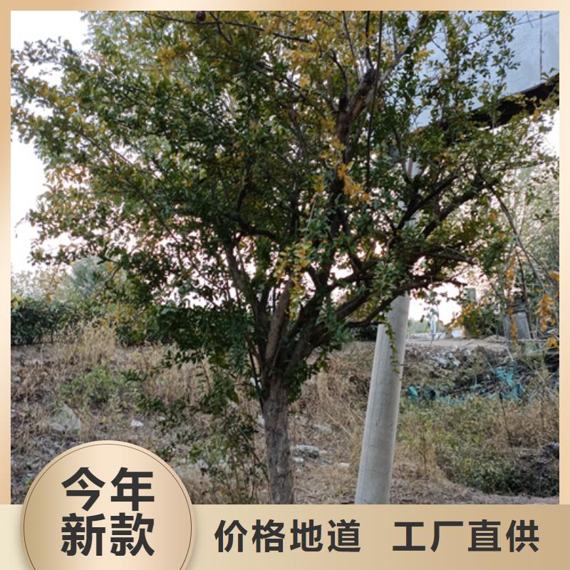 法桐白蜡质优价保