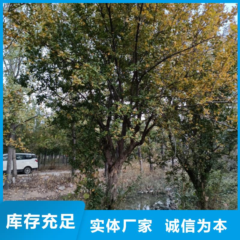 法桐金叶槐大库存无缺货危机