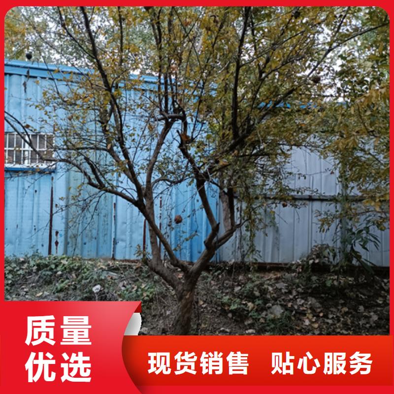 【法桐】美国红枫信誉至上