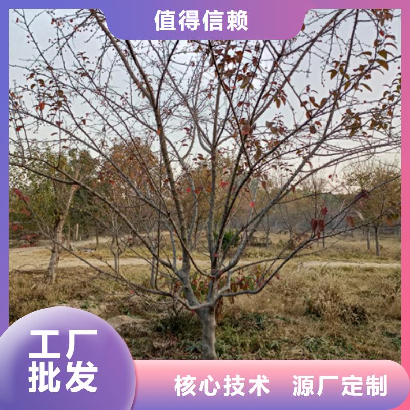 法桐金叶白蜡准时交付