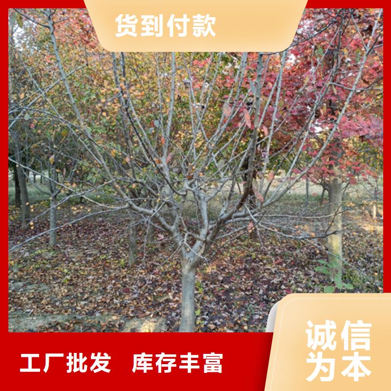 法桐金叶白蜡专注产品质量与服务