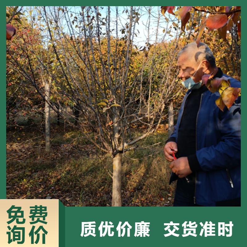 法桐金叶白蜡专注产品质量与服务