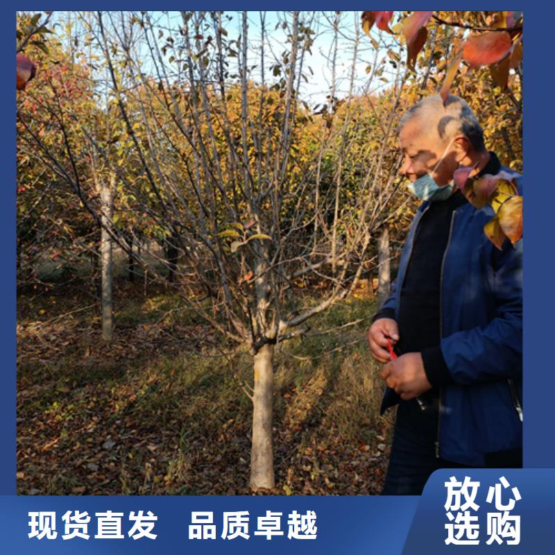 法桐金叶槐大库存无缺货危机