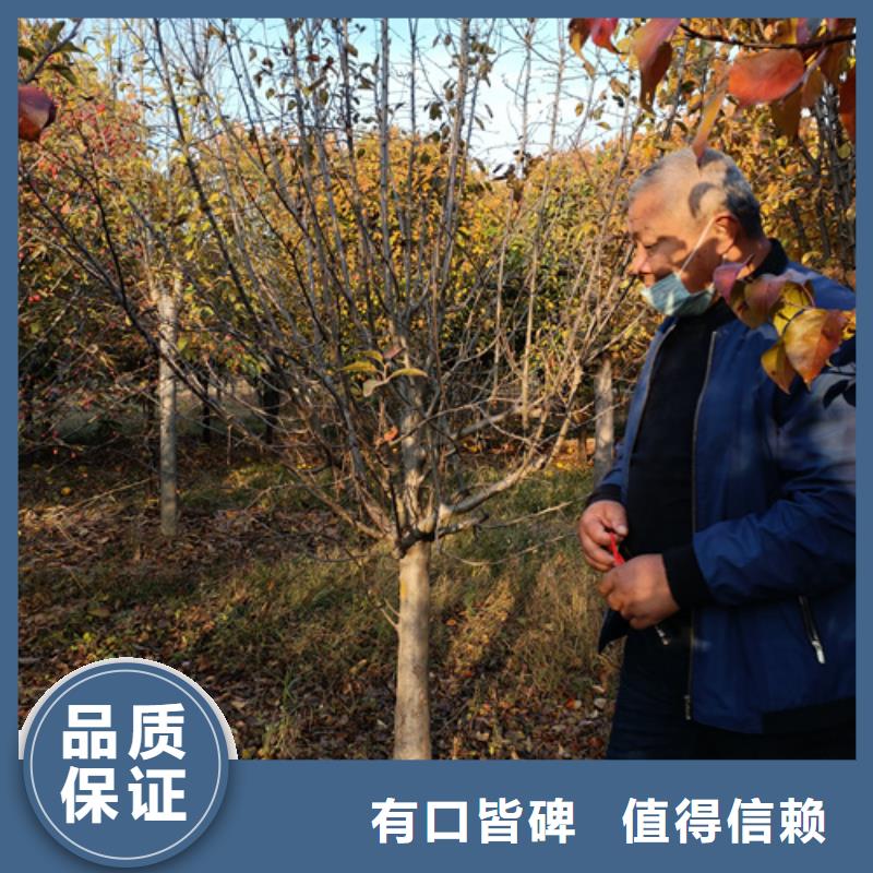 法桐截杆发帽一站式服务