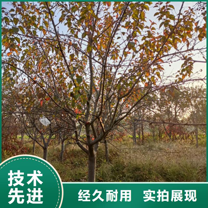 法桐截杆发帽对质量负责