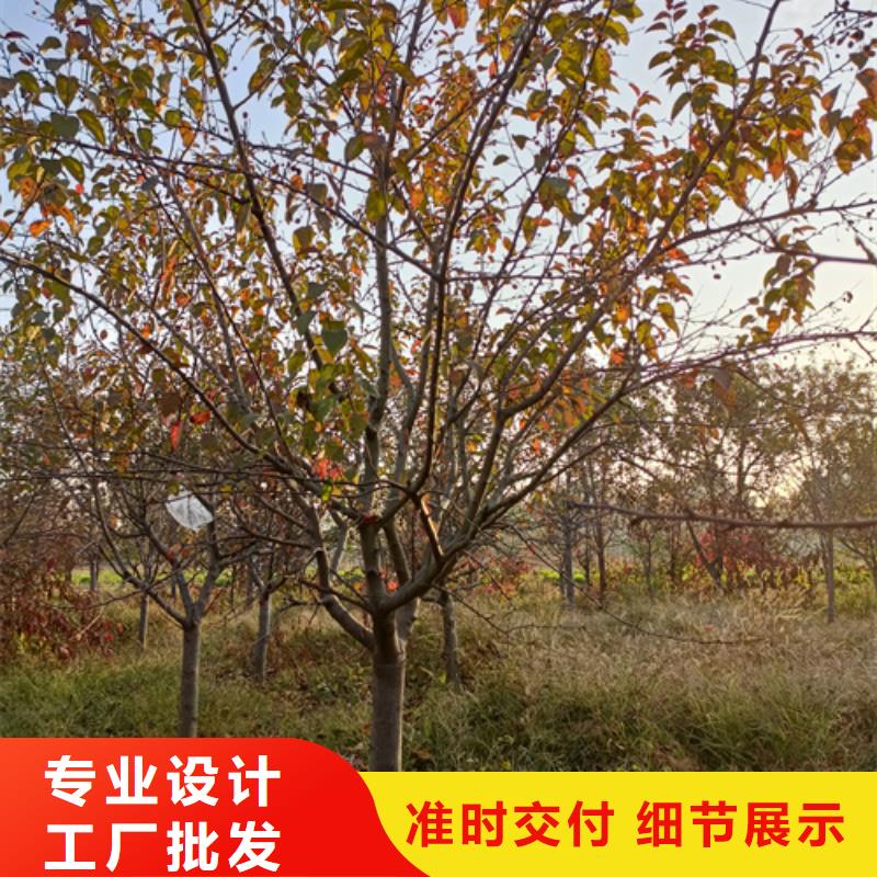 法桐截杆发帽对质量负责