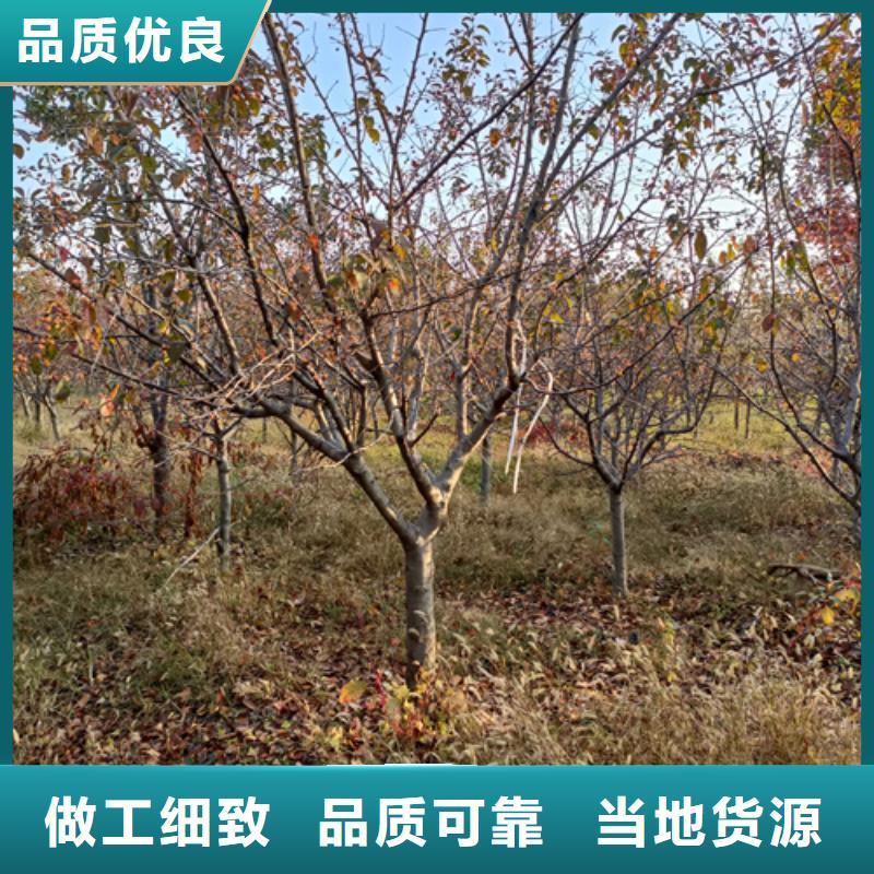 法桐截杆发帽今年新款