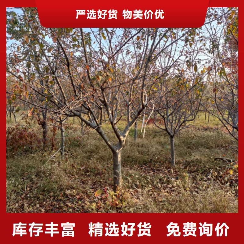 法桐黄金槐厂家质量过硬