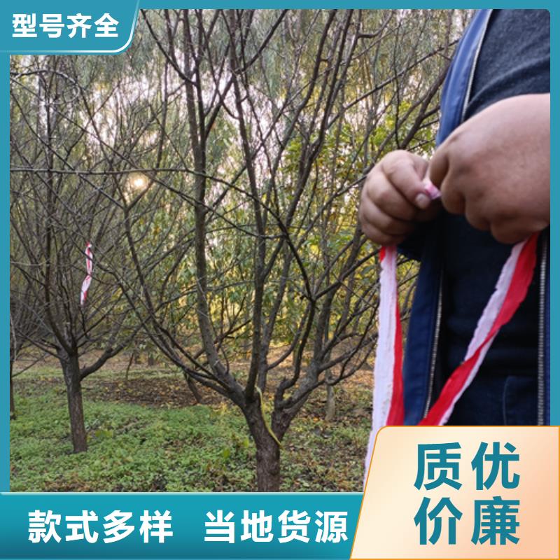 【法桐黄金槐质量为本】