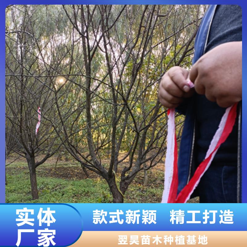 法桐_美国红枫细节决定成败