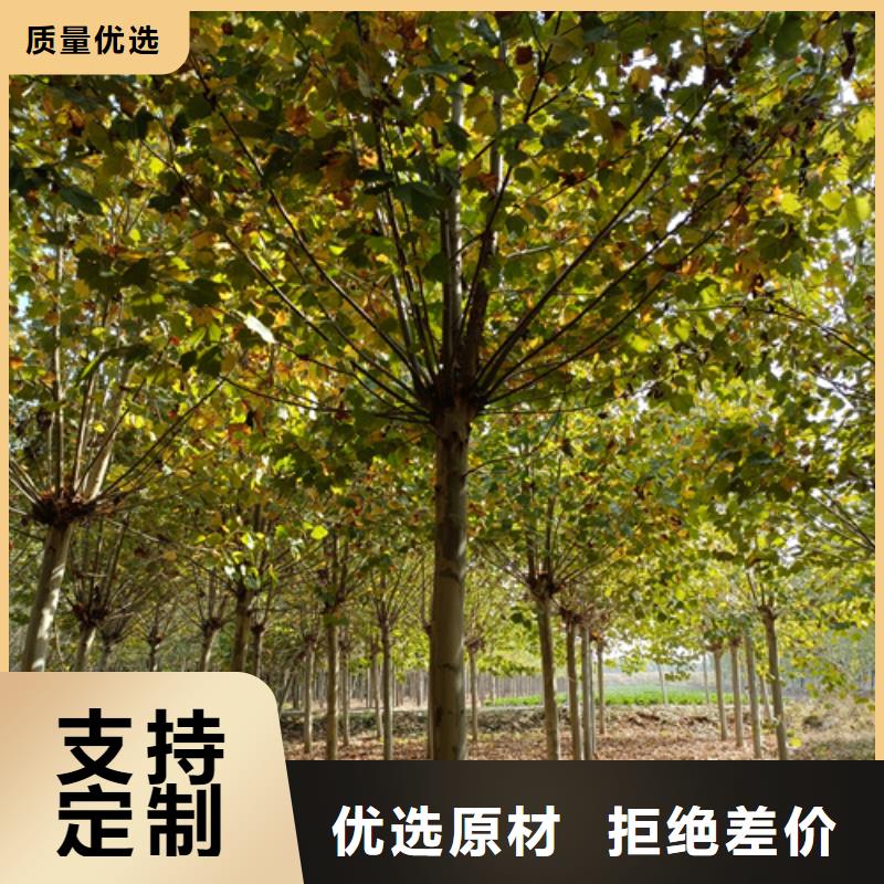 法桐-金叶槐库存量大