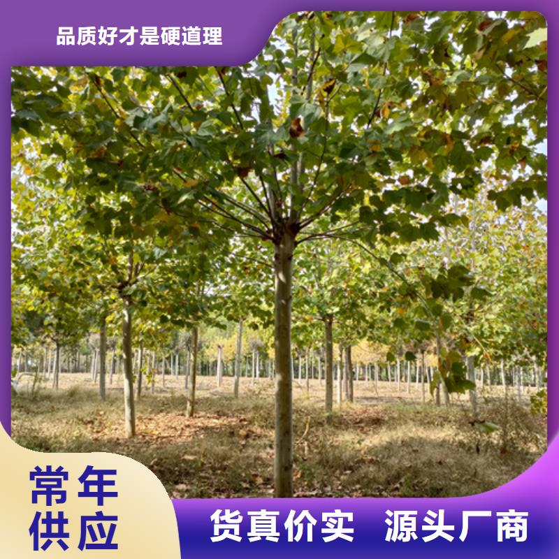 【法桐金叶槐实力雄厚品质保障】