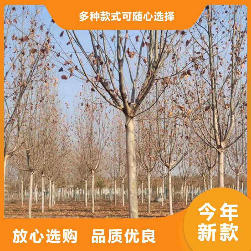 法桐白蜡质优价保