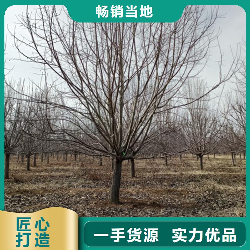 法桐西府海棠生产安装