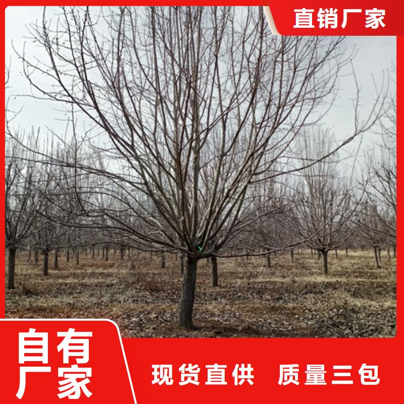 法桐_美国红枫细节决定成败