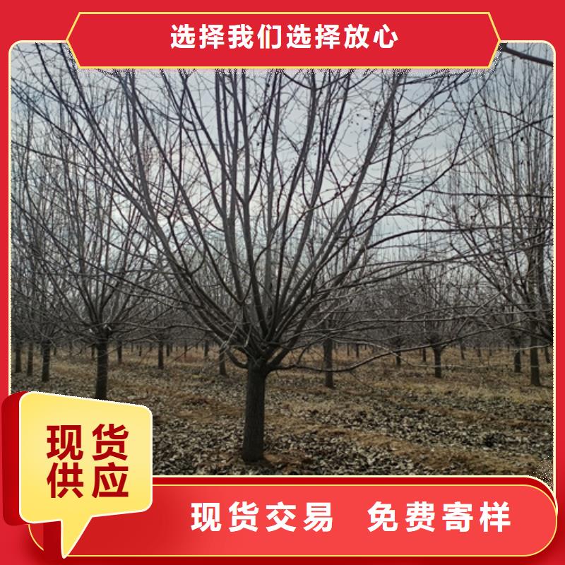 法桐好货有保障