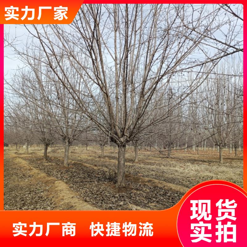 法桐国槐厂家经验丰富